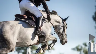 Saut d'obstacles