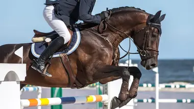 Coupe du monde de saut d'obstacles